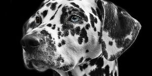 Tanuljunk meg kutyául! – ajánló A kutyák titkos élete c. könyvről